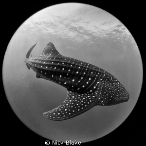 Whaleshark, Djibouti taken with a Sigma circular fish eye... by Nick Blake 
